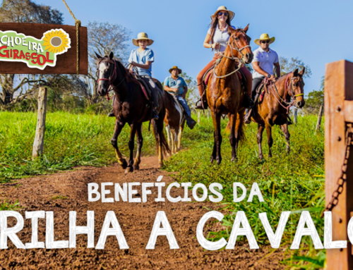 Os benefícios da trilha a cavalo