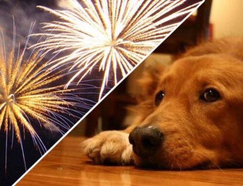 Cuidado com os animais durante as festas de fim de ano.